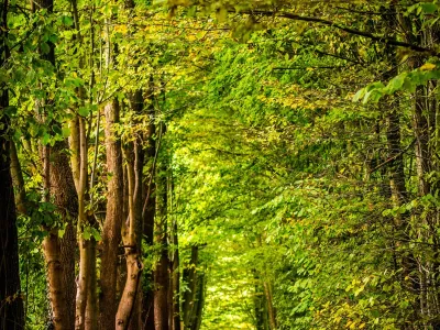 Tree-lined forest path with brown fallen leaves and bright green canopy overhead