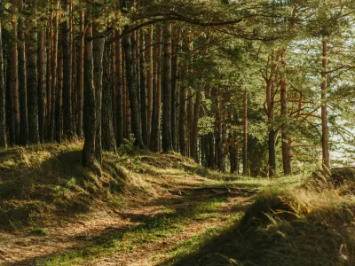 A tree-lined forest path with tall conifers on both sides and dappled sunlight filtering through the canopy