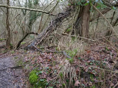 Fallen tree trunk with moss and dried vegetation in a leafless winter forest
