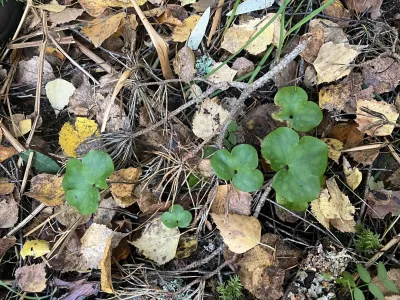 In field with _Goodyera repens_