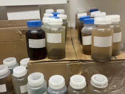 Using pheromone to explore beetle diversity in oak forests