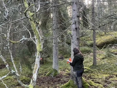 In field with _Goodyera repens_