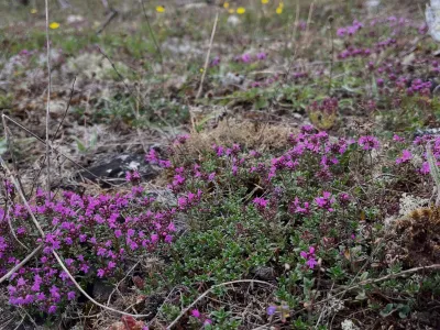 Gotland field project: record numbers of threatened butterflies
