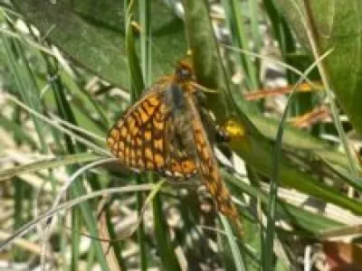 Study highlights the impact of grazing on the Marsh Fritillary butterfly