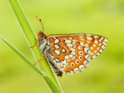 Orange and white spotted butterfly perched on green grass blade against blurred yellow-green background