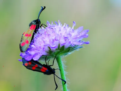 Two butterflies on a flower