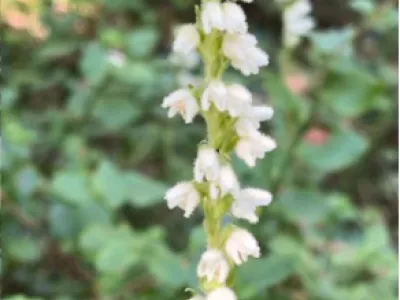 Goodyera repens