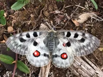 Ecological drivers for Parnassius apollo conservation on Gotland: behaviour and habitat use.