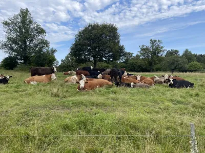 Influence of semi-natural grassland heterogeneity on cattle movement and behaviour in relation to vegetation types.
