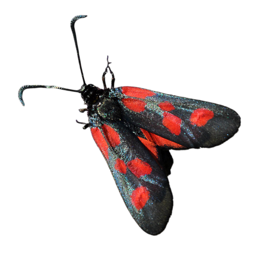 Biodiversa